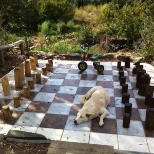 chess board with dog on it
